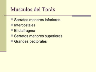Musculos del Toráx
 Serratos menores inferiores
 Intercostales
 El diafragma
 Serratos menores superiores
 Grandes pectorales
 