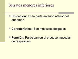 Serratos menores inferiores
 Ubicación: En la parte anterior inferior del
abdomen
 Característica: Son músculos delgados
 Función: Participan en el proceso muscular
de respiración
 