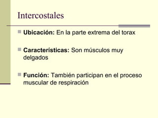 Intercostales
 Ubicación: En la parte extrema del torax
 Características: Son músculos muy
delgados
 Función: También participan en el proceso
muscular de respiración
 