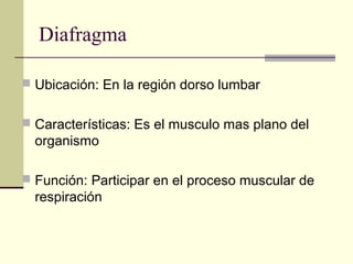 Diafragma
 Ubicación: En la región dorso lumbar
 Características: Es el musculo mas plano del
organismo
 Función: Participar en el proceso muscular de
respiración
 