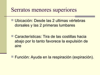 Serratos menores superiores
 Ubicación: Desde las 2 ultimas vértebras
dorsales y las 2 primeras lumbares
 Características: Tira de las costillas hacia
abajo por lo tanto favorece la expulsión de
aire
 Función: Ayuda en la respiración (expiración).
 