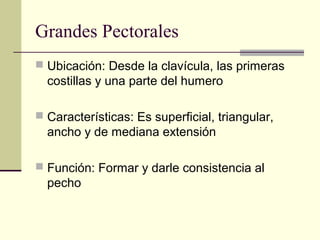 Grandes Pectorales
 Ubicación: Desde la clavícula, las primeras
costillas y una parte del humero
 Características: Es superficial, triangular,
ancho y de mediana extensión
 Función: Formar y darle consistencia al
pecho
 
