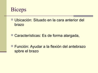 Biceps
 Ubicación: Situado en la cara anterior del
brazo
 Características: Es de forma alargada,
 Función: Ayudar a la flexión del antebrazo
spbre el brazo
 