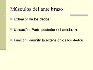Músculos del ante brazo
 Extensor de los dedos:
 Ubicación: Parte posterior del antebrazo
 Función: Permitir la extensión de los dedos
 