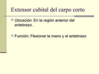 Extensor cubital del carpo corto
 Ubicación: En la región anterior del
antebrazo.
 Función: Flexionar la mano y el antebrazo
 