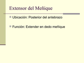 Extensor del Meñique
 Ubicación: Posterior del antebrazo
 Función: Extender en dedo meñique
 