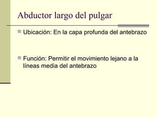 Abductor largo del pulgar
 Ubicación: En la capa profunda del antebrazo
 Función: Permitir el movimiento lejano a la
líneas media del antebrazo
 