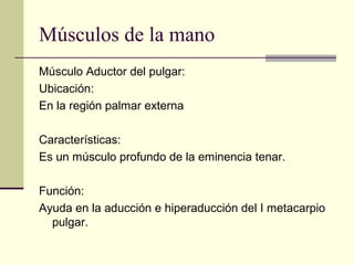 Músculos de la mano
Músculo Aductor del pulgar:
Ubicación:
En la región palmar externa
Características:
Es un músculo profundo de la eminencia tenar.
Función:
Ayuda en la aducción e hiperaducción del I metacarpio
pulgar.
 