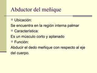 Abductor del meñique
 Ubicación:
Se encuentra en la región interna palmar
 Característica:
Es un músculo corto y aplanado
 Función:
Abducir el dedo meñique con respecto al eje
del cuerpo.
 