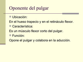 Oponente del pulgar
 Ubicación:
En el hueso trapecio y en el retináculo flexor.
 Característica:
Es un músculo flexor corto del pulgar.
 Función:
Opone el pulgar y colabora en la aducción.
 
