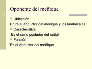 Oponente del meñique
 Ubicación
Entre el abductor del meñique y los lumbricales
 Característica
Es el ramo posterior del radial
 Función
Es el Abductor del meñique
 