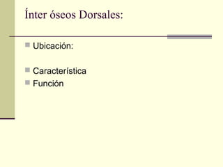 Ínter óseos Dorsales:
 Ubicación:
 Característica
 Función
 