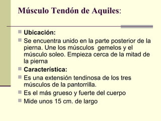 Músculo Tendón de Aquiles:
 Ubicación:
 Se encuentra unido en la parte posterior de la
pierna. Une los músculos gemelos y el
músculo soleo. Empieza cerca de la mitad de
la pierna
 Característica:
 Es una extensión tendinosa de los tres
músculos de la pantorrilla.
 Es el más grueso y fuerte del cuerpo
 Mide unos 15 cm. de largo
 