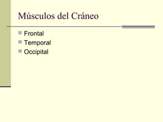 Músculos del Cráneo
 Frontal
 Temporal
 Occipital
 