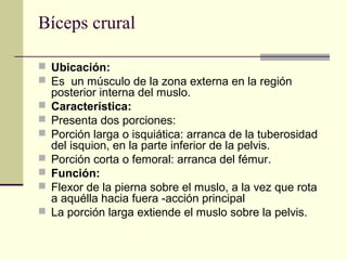 Bíceps crural
 Ubicación:
 Es un músculo de la zona externa en la región
posterior interna del muslo.
 Característica:
 Presenta dos porciones:
 Porción larga o isquiática: arranca de la tuberosidad
del isquion, en la parte inferior de la pelvis.
 Porción corta o femoral: arranca del fémur.
 Función:
 Flexor de la pierna sobre el muslo, a la vez que rota
a aquélla hacia fuera -acción principal
 La porción larga extiende el muslo sobre la pelvis.
 