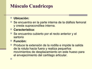 Músculo Cuadriceps
 Ubicación:
 Se encuentra en la parte interna de la diáfisis femoral
y cresta supracondílea interna.
 Característica:
 Se encuentra cubierto por el recto anterior y el
sartorio
 Función:
 Produce la extensión de la rodilla e impide la salida
de la rotula hacia fuera y realiza pequeños
movimientos de desplazamiento en este hueso para
el envejecimiento del cartílago articular.

 