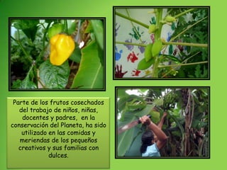 Parte de los frutos cosechados
   del trabajo de niños, niñas,
    docentes y padres, en la
conservación del Planeta, ha sido
    utilizado en las comidas y
   meriendas de los pequeños
   creativos y sus familias con
              dulces.
 