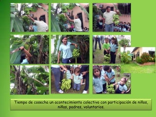Tiempo de cosecha un acontecimiento colectivo con participación de niños,
                       niñas, padres, voluntarios.
 