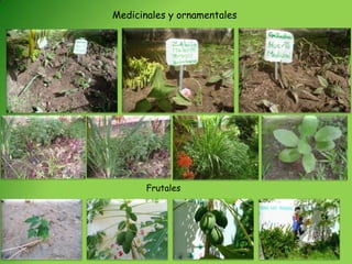 Medicinales y ornamentales




       Frutales
 