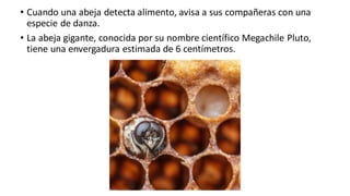 • Cuando una abeja detecta alimento, avisa a sus compañeras con una
especie de danza.
• La abeja gigante, conocida por su nombre científico Megachile Pluto,
tiene una envergadura estimada de 6 centímetros.
 