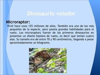 Microraptor:
Vivió hace unos 125 millones de años. También era uno de los más
pequeños de la especie, pero poseía grandes habilidades para el
vuelo. Los microraptors fueron de los primeros dinosaurios en
presentar un diseño biplano de vuelo, es decir que tenían cuatro
alas. Su tamaño era de entre 70 y 90 centímetros, llegando a pesar
aproximadamente un kilogramo.
Dinosaurio volador
 