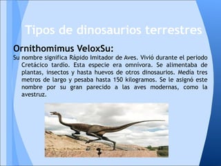 Ornithomimus VeloxSu:
Su nombre significa Rápido Imitador de Aves. Vivió durante el periodo
Cretácico tardío. Esta especie era omnívora. Se alimentaba de
plantas, insectos y hasta huevos de otros dinosaurios. Medía tres
metros de largo y pesaba hasta 150 kilogramos. Se le asignó este
nombre por su gran parecido a las aves modernas, como la
avestruz.
Tipos de dinosaurios terrestres
 