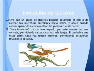 Sugiere que un grupo de Reptiles bípedos desarrolló el hábito de
aletear los miembros anteriores hacia arriba y abajo cuando
corrían (parecido a como aletean las gallinas cuando corren).
El “levantamiento” más ínfimo logrado por este aleteo fue una
ventaja, permitiendo saltos cada vez más largos. Es probable que
estos saltos cada vez fuesen mayores, permitiendo establecer
finalmente el vuelo.
Evolución de las aves
 