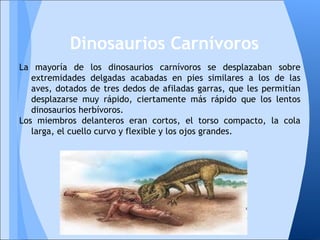La mayoría de los dinosaurios carnívoros se desplazaban sobre
extremidades delgadas acabadas en pies similares a los de las
aves, dotados de tres dedos de afiladas garras, que les permitían
desplazarse muy rápido, ciertamente más rápido que los lentos
dinosaurios herbívoros.
Los miembros delanteros eran cortos, el torso compacto, la cola
larga, el cuello curvo y flexible y los ojos grandes.
Dinosaurios Carnívoros
 