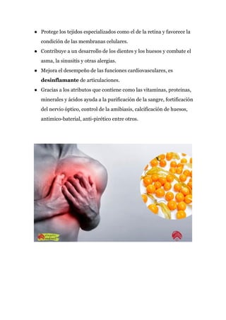 ● Protege los tejidos especializados como el de la retina y favorece la
condición de las membranas celulares.
● Contribuye a un desarrollo de los dientes y los huesos y combate el
asma, la sinusitis y otras alergias.
● Mejora el desempeño de las funciones cardiovasculares, es
desinflamante​ de articulaciones.
● Gracias a los atributos que contiene como las vitaminas, proteinas,
minerales y ácidos ayuda a la purificación de la sangre, fortificación
del nervio óptico, control de la amibiasis, calcificación de huesos,
antimico-baterial, anti-pirético entre otros.
 