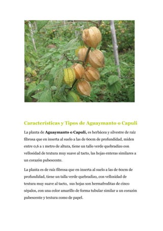 Características y Tipos de Aguaymanto o Capuli
La planta de​ Aguaymanto o Capuli,​ es herbácea y silvestre de raíz
fibrosa que en inserta al suelo a las de 60cm de profundidad, miden
entre 0,6 a 1 metro de altura, tiene un tallo verde quebradizo con
vellosidad de textura muy suave al tacto, las hojas enteras similares a
un corazón pubescente.
La planta es de raíz fibrosa que en inserta al suelo a las de 60cm de
profundidad, tiene un talla verde quebradizo, con vellosidad de
textura muy suave al tacto, sus hojas son hermafroditas de cinco
sépalos, con una color amarillo de forma tubular similar a un corazón
pubescente y textura como de papel.
 