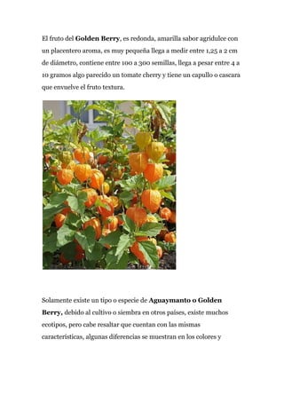 El fruto del​ Golden Berry​, es redonda, amarilla sabor agridulce con
un placentero aroma, es muy pequeña llega a medir entre 1,25 a 2 cm
de diámetro, contiene entre 100 a 300 semillas, llega a pesar entre 4 a
10 gramos algo parecido un tomate cherry y tiene un capullo o cascara
que envuelve el fruto textura.
Solamente existe un tipo o especie de ​Aguaymanto o Golden
Berry, ​debido al cultivo o siembra en otros países, existe​ ​muchos
ecotipos, pero cabe resaltar que cuentan con las mismas
características, algunas diferencias se muestran en los colores y
 