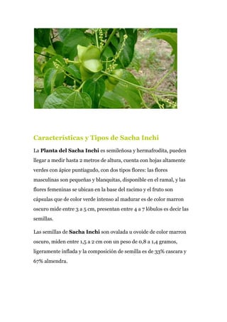 Características y Tipos de Sacha Inchi
La​ Planta del Sacha Inchi​ es semileñosa y hermafrodita, pueden
llegar a medir hasta 2 metros de altura, cuenta con hojas altamente
verdes con ápice puntiagudo, con dos tipos flores: las flores
masculinas son pequeñas y blanquitas, disponible en el ramal, y las
flores femeninas se ubican en la base del racimo y el fruto son
cápsulas que de color verde intenso al madurar es de color marron
oscuro mide entre 3 a 5 cm, presentan entre 4 a 7 lóbulos es decir las
semillas.
Las semillas de ​Sacha Inchi​ son ovalada u ovoide de color marron
oscuro, miden entre 1,5 a 2 cm con un peso de 0,8 a 1,4 gramos,
ligeramente inflada y la composición de semilla es de 33% cascara y
67% almendra.
 