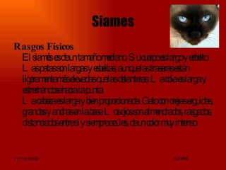 Siames Rasgos Físicos El siamés   es de un tamaño mediano. Su cuerpo es largo y esbelto. Las patas son largas y esbeltas, aunque las traseras están ligeramente más elevadas que las delanteras. La cola es larga y estrechándose hacia la punta.  La cabeza es larga y bien proporcionada. Gato con orejas erguidas, grandes y anchas en la base. Los ojos son almendrados, rasgados, distanciados entre sí y siempre azules, de un color muy intenso 