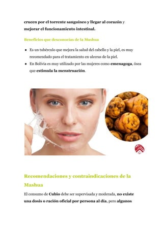crucen por el torrente sanguíneo y llegar al corazón​ y
mejorar el funcionamiento intestinal.
Beneficios que desconocías de la Mashua
● Es un tubérculo que mejora la salud del cabello y la piel, es muy
recomendado para el tratamiento en ulceras de la piel.
● En Bolivia es muy utilizado por las mujeres como ​emenagoga​, ósea
que ​estimula la menstruación​.
Recomendaciones y contraindicaciones de la
Mashua
El consumo de ​Cubio​ debe ser supervisada y moderada,​ no existe
una​ ​dosis o ración oficial por persona al día​, pero ​algunos
 