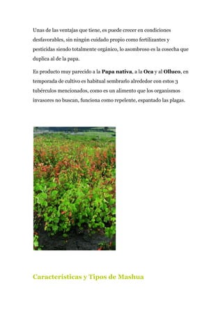 Unas de las ventajas que tiene, es puede crecer en condiciones
desfavorables, sin ningún cuidado propio como fertilizantes y
pesticidas siendo totalmente orgánico, lo asombroso es la cosecha que
duplica al de la papa.
Es producto muy parecido a la ​Papa nativa​, a la ​Oca​ y al ​Olluco​, en
temporada de cultivo es habitual sembrarlo alrededor con estos 3
tubérculos mencionados, como es un alimento que los organismos
invasores no buscan, funciona como repelente, espantado las plagas.
Características y Tipos de Mashua
 