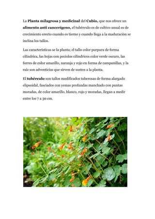 La ​Planta milagrosa y medicinal​ del ​Cubio, ​que nos ofrece un
alimento anti cancerígeno, ​el tubérculo​ ​es de cultivo anual es de
crecimiento erecto cuando es tierno y cuando llega a la maduración se
inclina los tallos.
Las características se la planta; el tallo color purpura de forma
cilíndrica, las hojas con peciolos cilíndricos color verde oscuro, las
forres de color amarillo, naranja y rojo en forma de campanillas, y la
raíz son adventicias que sirven de sosten a la planta.
El ​tubérculo ​son tallos modificados tuberosas de forma alargado
elipsoidal, fasciados con yemas profundas manchado con puntas
moradas, de color amarillo, blanco, rojo y moradas, llegan a medir
entre los 7 a 30 cm.
 