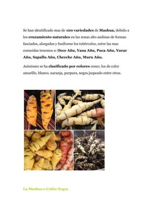 Se han identificado mas de​ 100 variedades​ de ​Mashua,​ debido a
los ​cruzamiento naturales​ en las zonas alto andinas de formas
fasciados, alargadas y fusiforme los tubérculos, entre las mas
conocidas tenemos a: ​Occe Añu, Yana Añu, Puca Añu, Yurac
Añu, Sapallu Añu, Checche Añu, Muru Añu.
Asimismo se ha ​clasificado por colores​ como; los de color
amarillo, blanco, naranja, purpura, negra jaspeado entre otras.
La Mashua o Cubio Negra
 