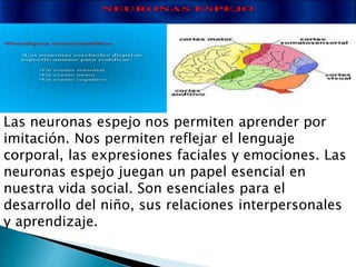 Las neuronas espejo nos permiten aprender por
imitación. Nos permiten reflejar el lenguaje
corporal, las expresiones faciales y emociones. Las
neuronas espejo juegan un papel esencial en
nuestra vida social. Son esenciales para el
desarrollo del niño, sus relaciones interpersonales
y aprendizaje.
 