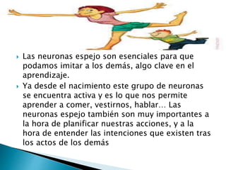  Las neuronas espejo son esenciales para que
podamos imitar a los demás, algo clave en el
aprendizaje.
 Ya desde el nacimiento este grupo de neuronas
se encuentra activa y es lo que nos permite
aprender a comer, vestirnos, hablar… Las
neuronas espejo también son muy importantes a
la hora de planificar nuestras acciones, y a la
hora de entender las intenciones que existen tras
los actos de los demás
 
