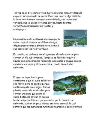 Todo sobre las selvas bosques
