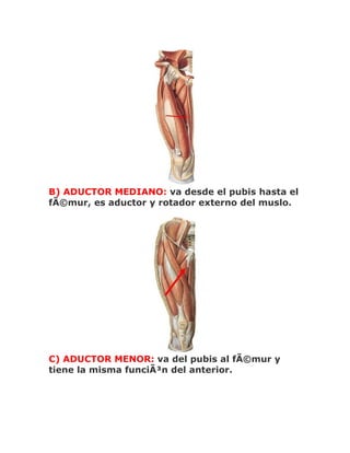 B) ADUCTOR MEDIANO: va desde el pubis hasta el
fÃ©mur, es aductor y rotador externo del muslo.




C) ADUCTOR MENOR: va del pubis al fÃ©mur y
tiene la misma funciÃ³n del anterior.
 
