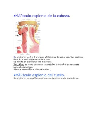 •MÃºsculo esplenio de la cabeza.




Se origina en las 3 o 4 primeras vÃ©rtebras dorsales, apÃ³fisis espinosa
de la 7 cervical y ligamento de la nuca.
Se inserta en el occipital y la mastoides.
AcciÃ³n: de forma unilateral InclinaciÃ³n y rotaciÃ³n de la cabeza
hacia el mismo lado.
Bilateral extensiÃ³n e hiperextension.


•MÃºsculo esplenio del cuello.
Se origina en las apÃ³fisis espinosas de la primera a la sexta dorsal.
 