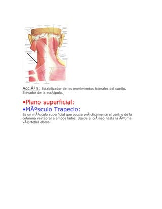 AcciÃ³n: Estabilizador de los movimientos laterales del cuello.
Elevador de la escÃ¡pula.


•Plano superficial:
•MÃºsculo Trapecio:
Es un mÃºsculo superficial que ocupa prÃ¡cticamente el centro de la
columna vertebral a ambos lados, desde el crÃ¡neo hasta la Ãºltima
vÃ©rtebra dorsal.
 