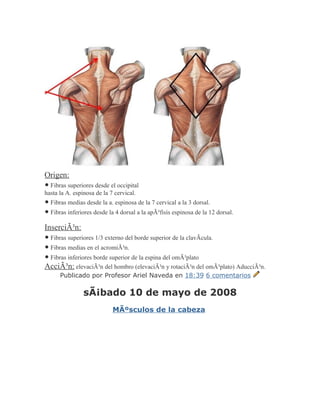 Origen:
• Fibras superiores desde el occipital
hasta la A. espinosa de la 7 cervical.
• Fibras medias desde la a. espinosa de la 7 cervical a la 3 dorsal.
• Fibras inferiores desde la 4 dorsal a la apÃ³fisis espinosa de la 12 dorsal.
InserciÃ³n:
• Fibras superiores 1/3 externo del borde superior de la clavÃcula.
• Fibras medias en el acromiÃ³n.
• Fibras inferiores borde superior de la espina del omÃ³plato
AcciÃ³n: elevaciÃ³n del hombro (elevaciÃ³n y rotaciÃ³n del omÃ³plato) AducciÃ³n.
      Publicado por Profesor Ariel Naveda en 18:39 6 comentarios

                sÃ¡bado 10 de mayo de 2008
                            MÃºsculos de la cabeza
 
