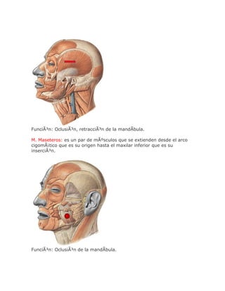 FunciÃ³n: OclusiÃ³n, retracciÃ³n de la mandÃbula.

M. Maseteros: es un par de mÃºsculos que se extienden desde el arco
cigomÃ¡tico que es su origen hasta el maxilar inferior que es su
inserciÃ³n.




FunciÃ³n: OclusiÃ³n de la mandÃbula.
 