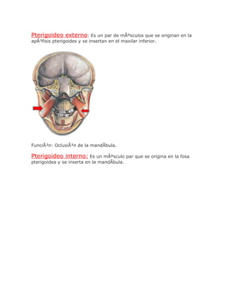 Pterigoideo externo: Es un par de mÃºsculos que se originan en la
apÃ³fisis pterigoides y se insertan en el maxilar inferior.




FunciÃ³n: OclusiÃ³n de la mandÃbula.

Pterigoideo interno: Es un mÃºsculo par que se origina en la fosa
pterigoidea y se inserta en la mandÃbula.
 