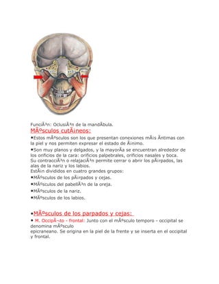 FunciÃ³n: OclusiÃ³n de la mandÃbula.
MÃºsculos cutÃ¡neos:
•Estos mÃºsculos son los que presentan conexiones mÃ¡s Ãntimas con
la piel y nos permiten expresar el estado de Ã¡nimo.
•Son muy planos y delgados, y la mayorÃa se encuentran alrededor de
los orificios de la cara: orificios palpebrales, orificios nasales y boca.
Su contracciÃ³n o relajaciÃ³n permite cerrar o abrir los pÃ¡rpados, las
alas de la nariz y los labios.
EstÃ¡n divididos en cuatro grandes grupos:
•MÃºsculos de los pÃ¡rpados y cejas.
•MÃºsculos del pabellÃ³n de la oreja.
•MÃºsculos de la nariz.
•MÃºsculos de los labios.

•MÃºsculos de los parpados y cejas:
• M. OccipÃ¬to - frontal: Junto con el mÃºsculo temporo - occipital se
denomina mÃºsculo
epicraneano. Se origina en la piel de la frente y se inserta en el occipital
y frontal.
 