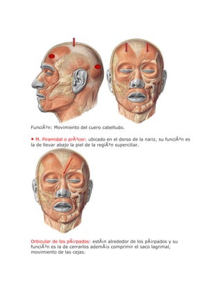 FunciÃ³n: Movimiento del cuero cabelludo.

• M. Piramidal o prÃ³cer: ubicado en el dorso de la nariz, su funciÃ³n es
la de llevar abajo la piel de la regiÃ³n superciliar.




Orbicular de los pÃ¡rpados: estÃ¡n alrededor de los pÃ¡rpados y su
funciÃ³n es la de cerrarlos ademÃ¡s comprimir el saco lagrimal,
movimiento de las cejas.
 
