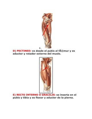 r.
D) PECTINEO: va desde el pubis al fÃ©mur y es
aductor y rotador externo del muslo.




E) RECTO INTERNO O GRACILIS: se inserta en el
pubis y tibia y es flexor y aductor de la pierna.
 