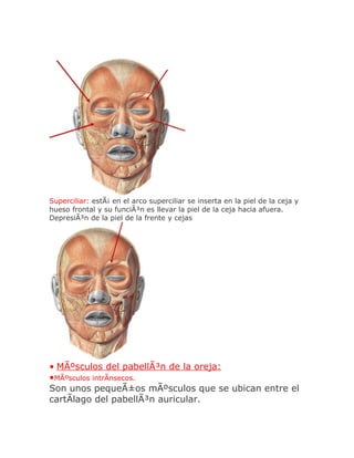 Superciliar: estÃ¡ en el arco superciliar se inserta en la piel de la ceja y
hueso frontal y su funciÃ³n es llevar la piel de la ceja hacia afuera.
DepresiÃ³n de la piel de la frente y cejas




• MÃºsculos del pabellÃ³n de la oreja:
•MÃºsculos intrÃnsecos.
Son unos pequeÃ±os mÃºsculos que se ubican entre el
cartÃlago del pabellÃ³n auricular.
 